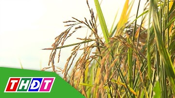 ĐBSCL: Trồng lúa ST25, nông dân đạt lợi nhuận 50 triệu đồng/ha | THDT