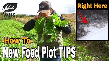 Critical New Food Plot Tips