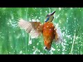 How I Photograph DIVING Kingfishers | Wildlife Photography Vlog