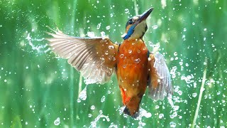 How I Photograph DIVING Kingfishers | Wildlife Photography Vlog screenshot 5