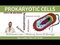 Prokaryotic Cells - Introduction and Structure - Post 16 Biology (A Level, Pre-U, IB, AP Bio)