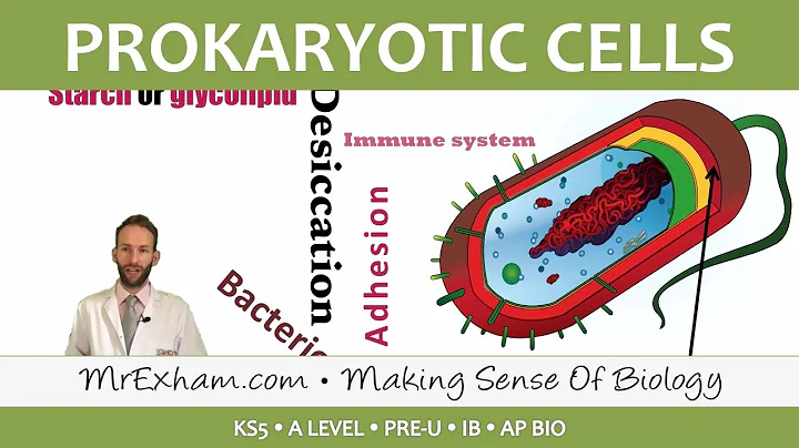 Prokaryotic Cells - Introduction and Structure - Post 16 Biology (A Level, Pre-U, IB, AP Bio) - DayDayNews