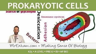 Prokaryotic Cells - Introduction and Structure - Post 16 Biology (A Level, Pre-U, IB, AP Bio)