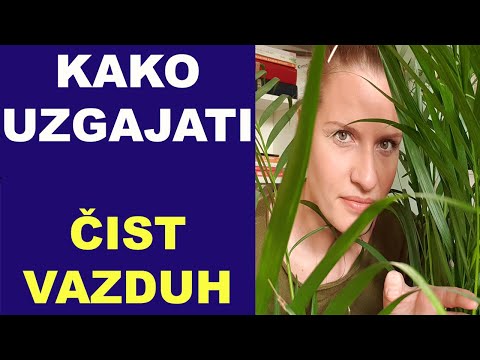 Video: Kako uzgajati biljke kukuruza u zatvorenom