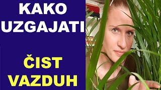 Kako uzgajati ČIST VAZDUH - biljke koje čiste vazduh / dr Bojana Mandić