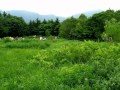 箱根湿生花園の初夏の花 の動画、YouTube動画。