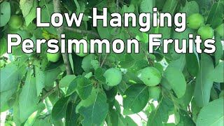 Low Hanging Fruit - Persimmon 🍊 Tree 😲 by Offgrid Victory 150 views 9 months ago 3 minutes, 44 seconds