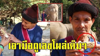 งาขนายของช้าง