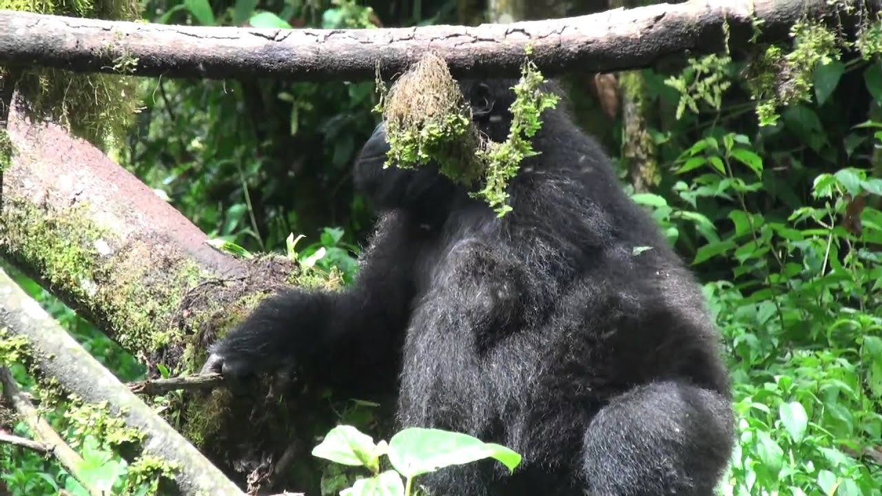 コンゴ民主共和国の世界遺産と観光地の絶景ドローン空撮動画 コンゴ民主共和国の世界遺産と観光地の絶景ドローン空撮動画