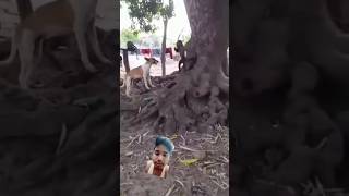 Dog vs monkey fight funny animals monkey dog viral