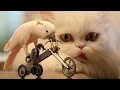 Animals  amp  pets  Try not to grin or laugh challenge – Funny animal compilation