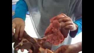 SDIT AL-MANAR , Belajar sains saat kurban