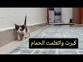 طريقة تعليم القطط الرضيعة على الليتر بوكس الجزء الأول   How to litter train kittens