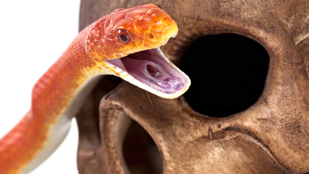 Penus Snake Penus Snake
