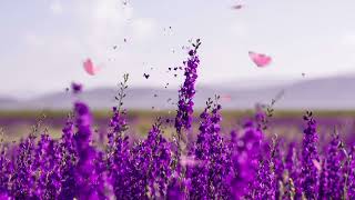 No Copyright Flowers Background Video Free Download Videos