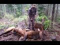 Archery roosevelt elk with angry spike productions live action films of hunts