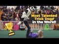 Talented dogs like hero the super collie from americas got talent show amazing tricks