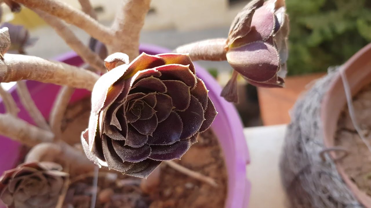 4K Video 10 Seconds Qualify App