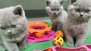 Kittens Love To Play!  Cute British Shorthair Kittens 7 Weeks After Birth and Mom Cat