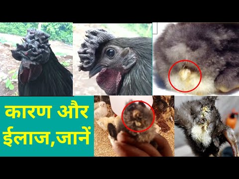 वीडियो: कैसे बताएं कि एक हम्सटर मर रहा है: 7 कदम (चित्रों के साथ)