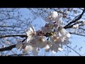 【MV】『sakura-2020ver-』