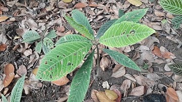 CÂY KHÔI NHUNG, VỊ THUỐC QUÝ ĐẶC TRỊ VIÊM LOÉT DẠ DÀY(BAO TỬ)...