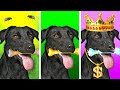 My Magic Dog Grants Wishes | Rich vs Broke vs Giga Rich Dogs by TeenVee