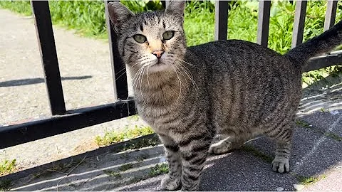 Video 4373621: tabby cat persian, stray cat, cat lovers feed, kitten sweet cat, cat meowing, cat bag, cat food, cat eating, adorable cats