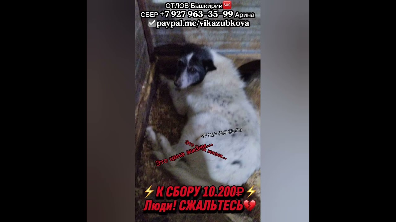 Помогите вывезти Филю из отлова! Филю задирают в отлове 😭 он даже не может за себя  постоять….🤬