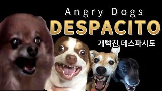 Angry dogs sing ' Despacito '