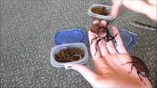 Unboxing 2 Allomyrina dichotoma (Rhino beetle)