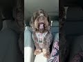 Have you ever been told that you’re cute? #funny #cute #dog #pets #fyp #puppy #funnydog #everyone