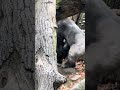 The Silverback Gorilla climbing for a better view.