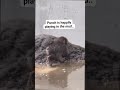 Punchie enjoy playing mud😊 #punch #monkey