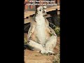 Day 1 of Yoga class🧘♂️🐒 #shorts #reels #memes #animals #yoga