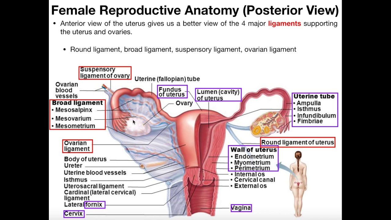 Female Reproductive Anatomy [part 2] Youtube