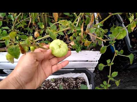 Ciclo de vida planta de tomate.