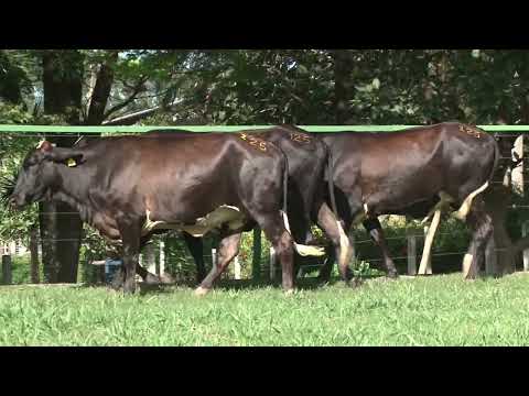 LOTE 125   FAZENDA SANTA LUZIA