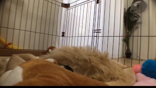 【Live Camera】Today's Colo ～HOME ALONE the 48th day～【Maltipoo】今日のコロ  ～お留守番48日目～