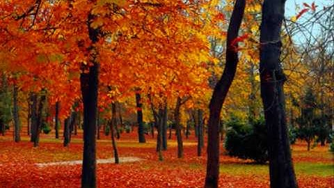 eterno verano - LOS AMIGOS DEL SOL