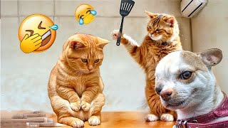 Best Funny Animals 2024😛Funniest Dogs and Cats😺🐶Part 9