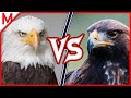 31💥Bald Eagle vs Golden Eagle | +Komodo Dragon vs Black Caiman winner