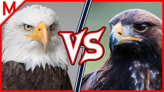 31💥Bald Eagle vs Golden Eagle | +Komodo Dragon vs Black Caiman winner by M from aniMals 32,380 views 3 years ago 8 minutes, 43 seconds