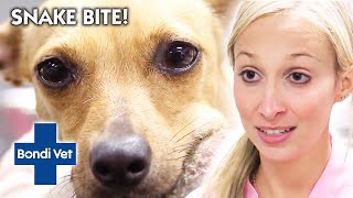 Dog Is RUSHED INTO EMERGENCY With Snake Bite | Bondi Vet