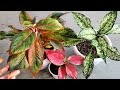 Aglaonema Plant CARE 101- BEST Soil Mix, Fertilizer, Light & Water Requirements & Propagation