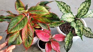 Aglaonema Plant CARE 101 BEST Soil Mix, Fertilizer, Light & Water Requirements & Propagation