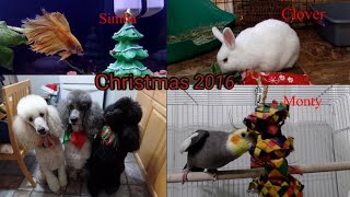 Christmas with my Pets 2016 | Bird Room | Betta| Rabbits | Standard Poodles