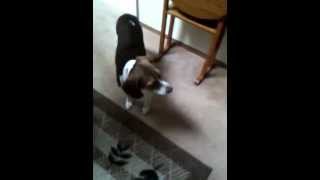 Buster Beagle 18 Nov 2010
