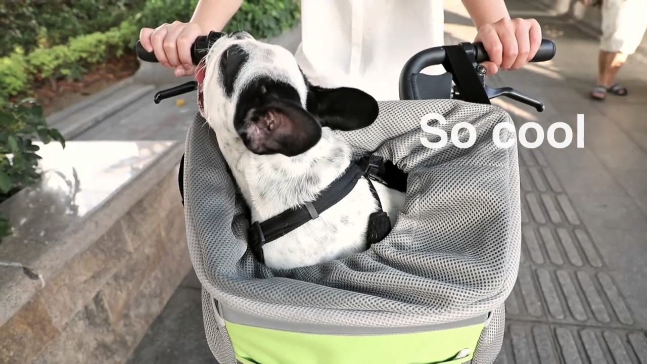 bicycle pet carriers for small dogs