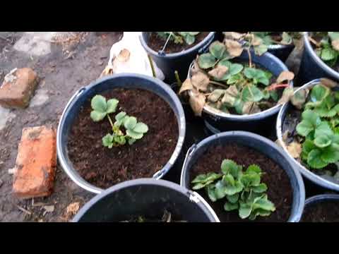 Как перезимовала клубника